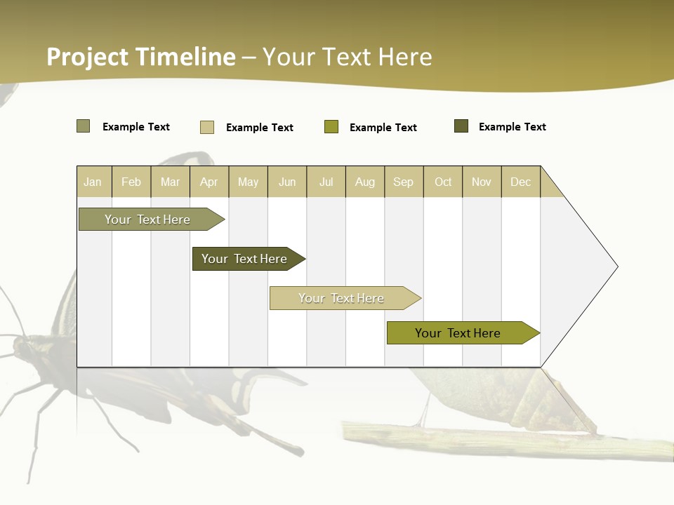 Metamorphosis (Life Cycle) Of The Swallowtail (Papilio Machaon). 3 Different Instars (Stages). PowerPoint Template