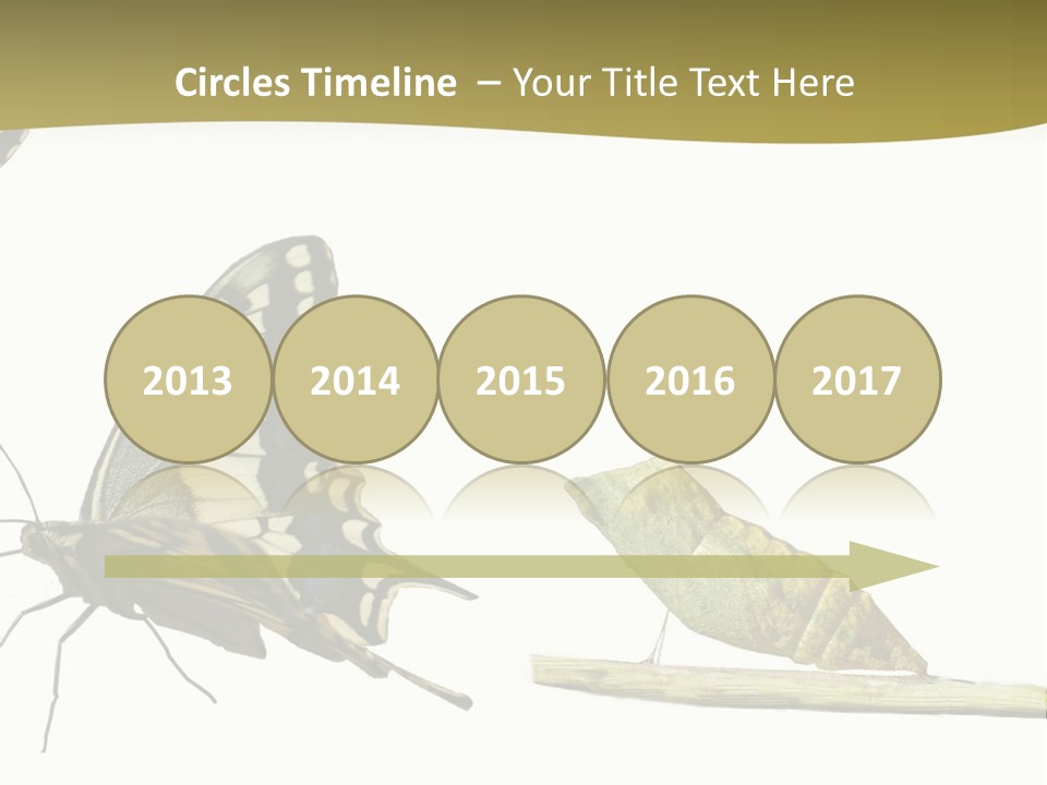 Metamorphosis (Life Cycle) Of The Swallowtail (Papilio Machaon). 3 Different Instars (Stages). PowerPoint Template