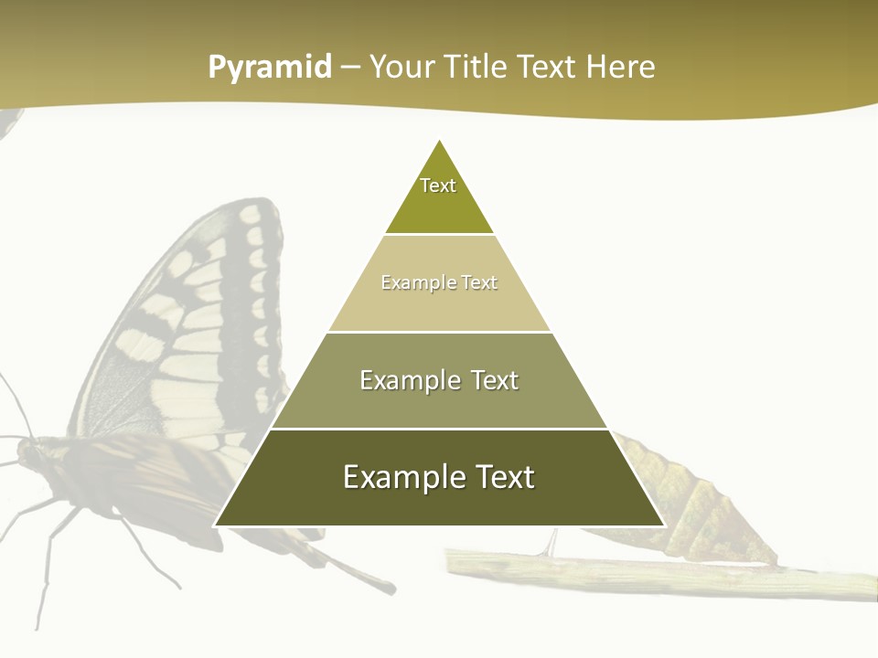Metamorphosis (Life Cycle) Of The Swallowtail (Papilio Machaon). 3 Different Instars (Stages). PowerPoint Template