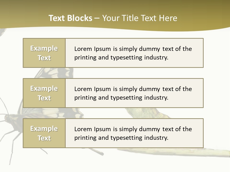 Metamorphosis (Life Cycle) Of The Swallowtail (Papilio Machaon). 3 Different Instars (Stages). PowerPoint Template