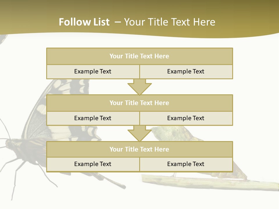 Metamorphosis (Life Cycle) Of The Swallowtail (Papilio Machaon). 3 Different Instars (Stages). PowerPoint Template