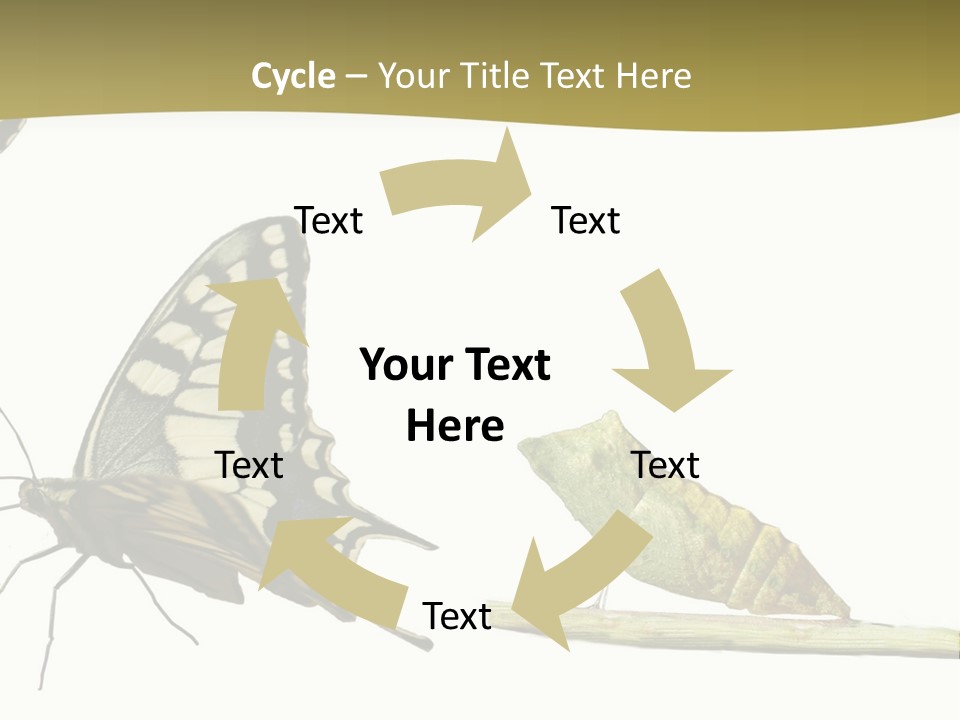 Metamorphosis (Life Cycle) Of The Swallowtail (Papilio Machaon). 3 Different Instars (Stages). PowerPoint Template