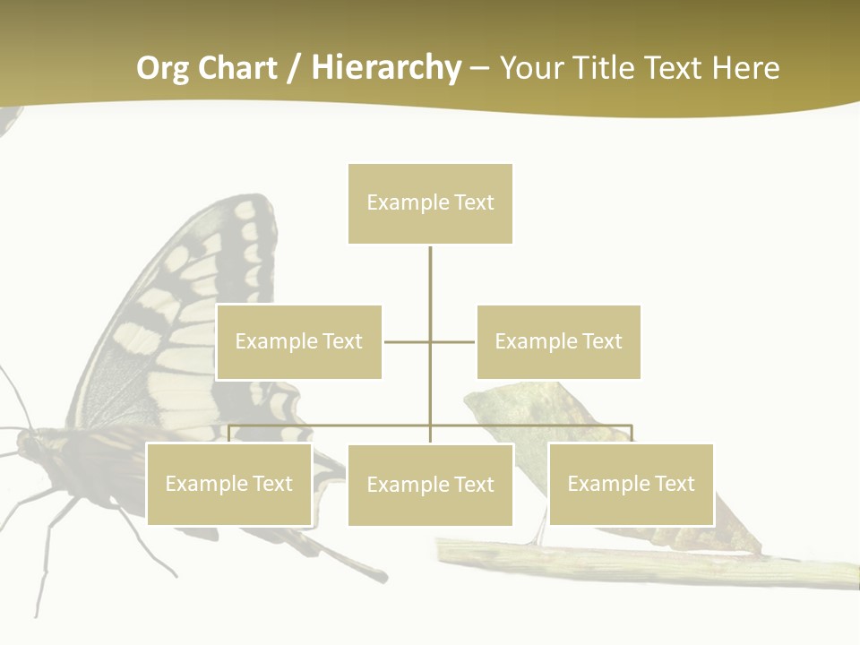 Metamorphosis (Life Cycle) Of The Swallowtail (Papilio Machaon). 3 Different Instars (Stages). PowerPoint Template