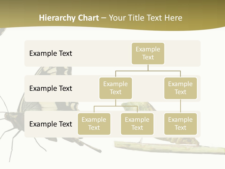 Metamorphosis (Life Cycle) Of The Swallowtail (Papilio Machaon). 3 Different Instars (Stages). PowerPoint Template