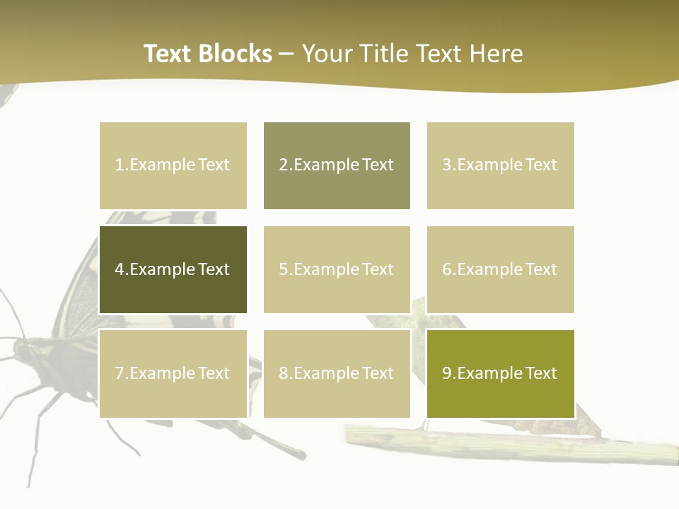Metamorphosis (Life Cycle) Of The Swallowtail (Papilio Machaon). 3 Different Instars (Stages). PowerPoint Template