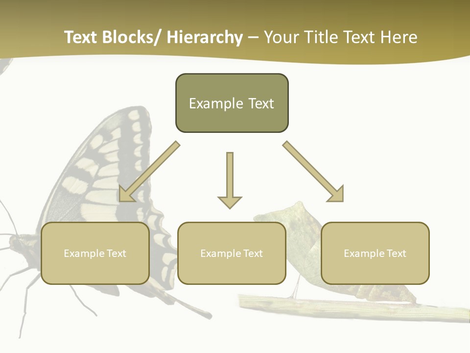 Metamorphosis (Life Cycle) Of The Swallowtail (Papilio Machaon). 3 Different Instars (Stages). PowerPoint Template