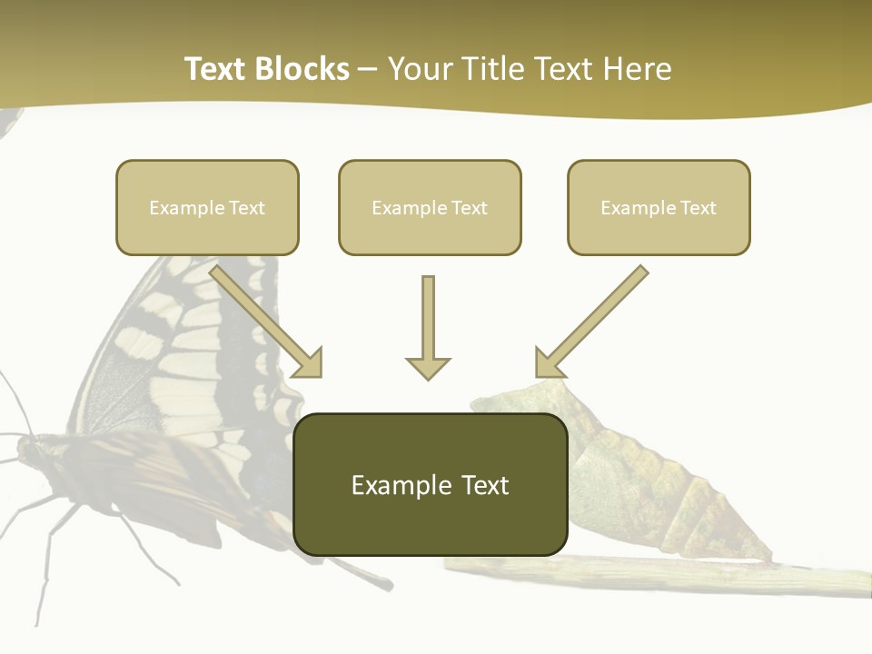 Metamorphosis (Life Cycle) Of The Swallowtail (Papilio Machaon). 3 Different Instars (Stages). PowerPoint Template