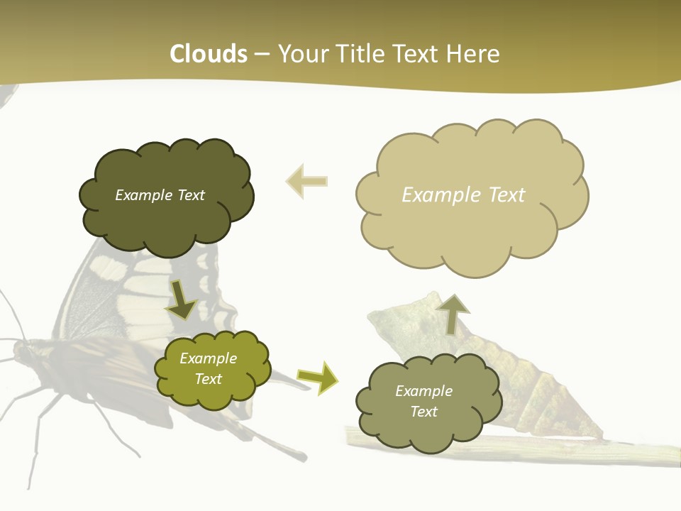 Metamorphosis (Life Cycle) Of The Swallowtail (Papilio Machaon). 3 Different Instars (Stages). PowerPoint Template