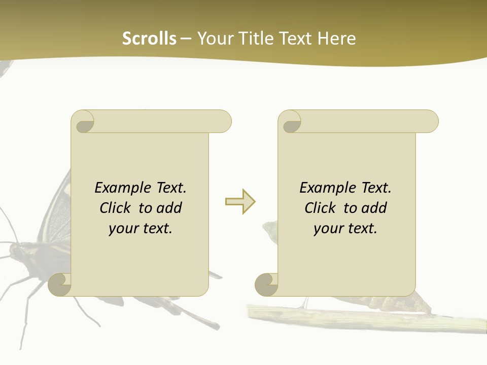 Metamorphosis (Life Cycle) Of The Swallowtail (Papilio Machaon). 3 Different Instars (Stages). PowerPoint Template