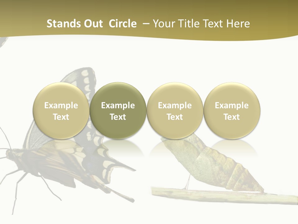 Metamorphosis (Life Cycle) Of The Swallowtail (Papilio Machaon). 3 Different Instars (Stages). PowerPoint Template