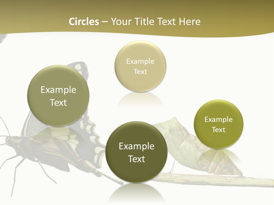 Metamorphosis (Life Cycle) Of The Swallowtail (Papilio Machaon). 3 Different Instars (Stages). PowerPoint Template