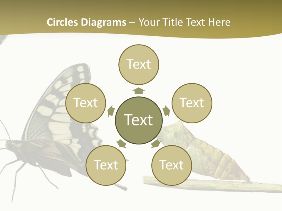 Metamorphosis (Life Cycle) Of The Swallowtail (Papilio Machaon). 3 Different Instars (Stages). PowerPoint Template