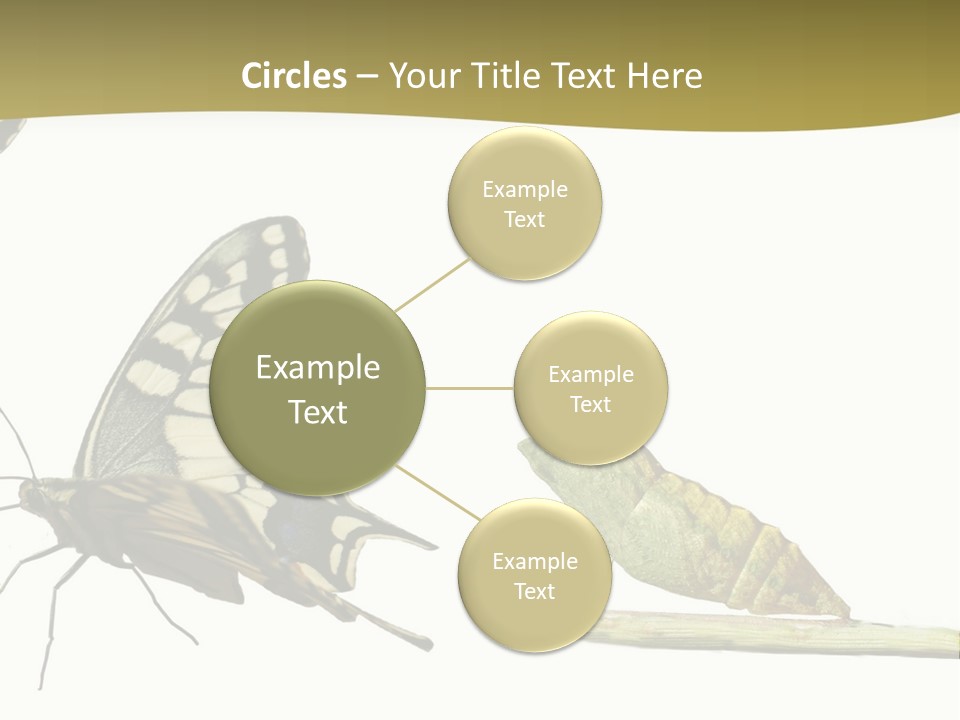Metamorphosis (Life Cycle) Of The Swallowtail (Papilio Machaon). 3 Different Instars (Stages). PowerPoint Template