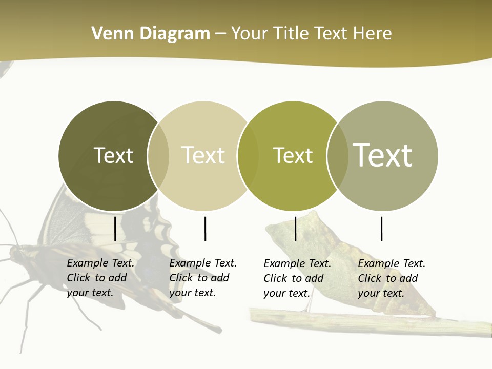 Metamorphosis (Life Cycle) Of The Swallowtail (Papilio Machaon). 3 Different Instars (Stages). PowerPoint Template