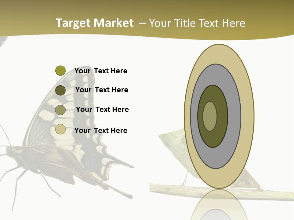 Metamorphosis (Life Cycle) Of The Swallowtail (Papilio Machaon). 3 Different Instars (Stages). PowerPoint Template