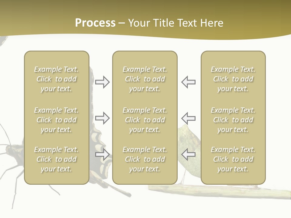 Metamorphosis (Life Cycle) Of The Swallowtail (Papilio Machaon). 3 Different Instars (Stages). PowerPoint Template