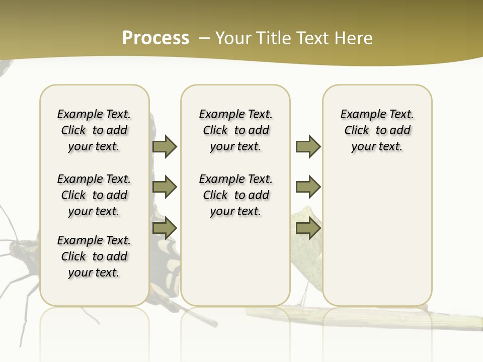 Metamorphosis (Life Cycle) Of The Swallowtail (Papilio Machaon). 3 Different Instars (Stages). PowerPoint Template