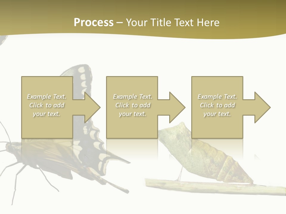 Metamorphosis (Life Cycle) Of The Swallowtail (Papilio Machaon). 3 Different Instars (Stages). PowerPoint Template