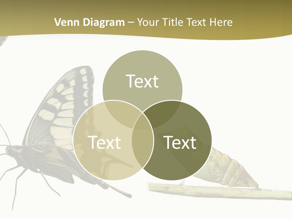 Metamorphosis (Life Cycle) Of The Swallowtail (Papilio Machaon). 3 Different Instars (Stages). PowerPoint Template