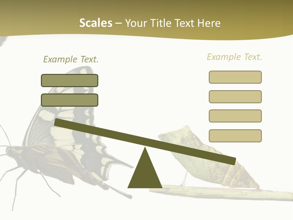 Metamorphosis (Life Cycle) Of The Swallowtail (Papilio Machaon). 3 Different Instars (Stages). PowerPoint Template