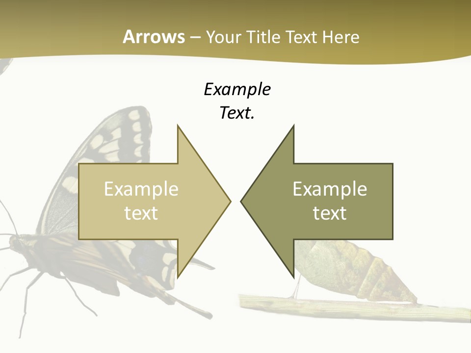 Metamorphosis (Life Cycle) Of The Swallowtail (Papilio Machaon). 3 Different Instars (Stages). PowerPoint Template