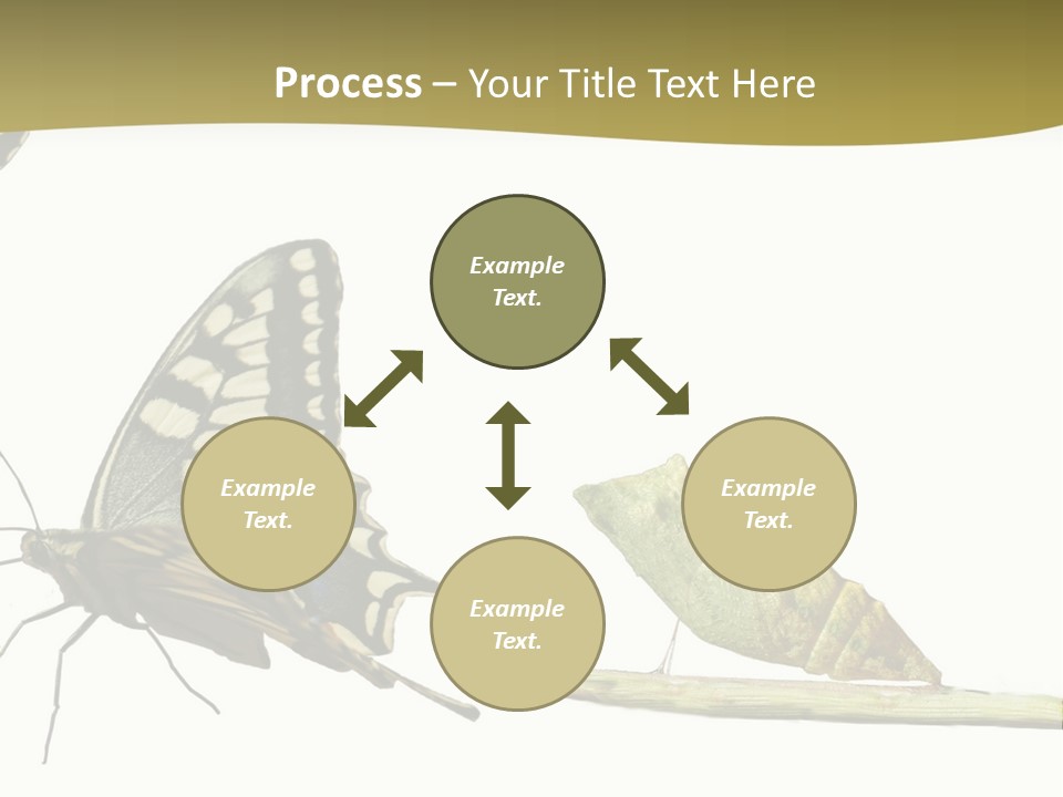 Metamorphosis (Life Cycle) Of The Swallowtail (Papilio Machaon). 3 Different Instars (Stages). PowerPoint Template