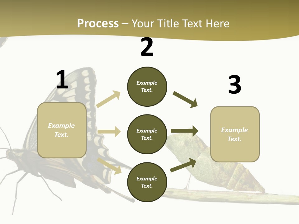 Metamorphosis (Life Cycle) Of The Swallowtail (Papilio Machaon). 3 Different Instars (Stages). PowerPoint Template