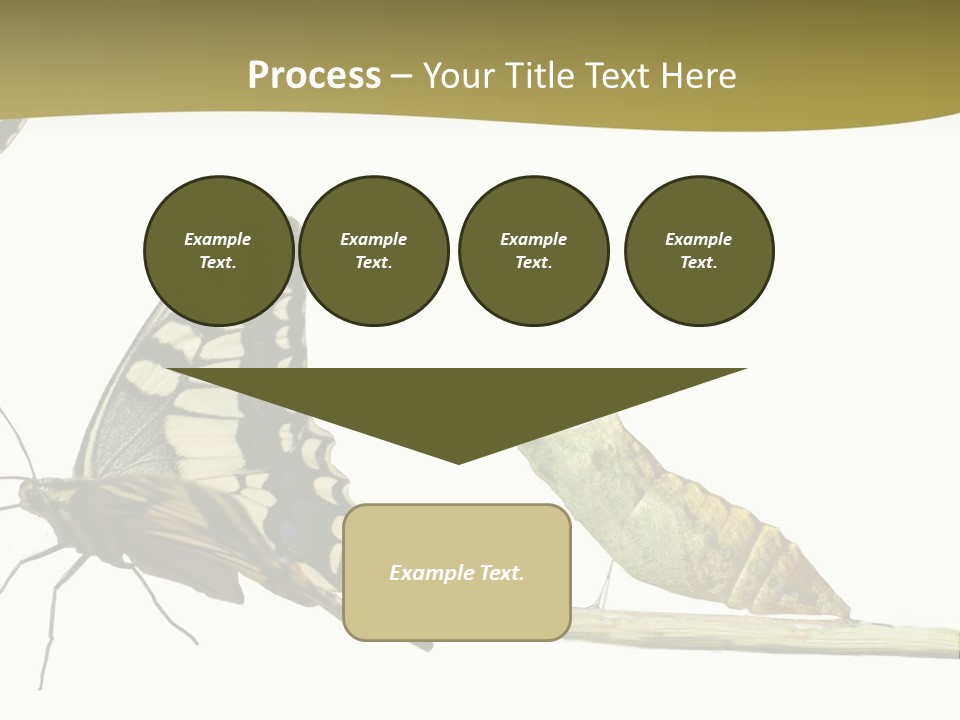 Metamorphosis (Life Cycle) Of The Swallowtail (Papilio Machaon). 3 Different Instars (Stages). PowerPoint Template