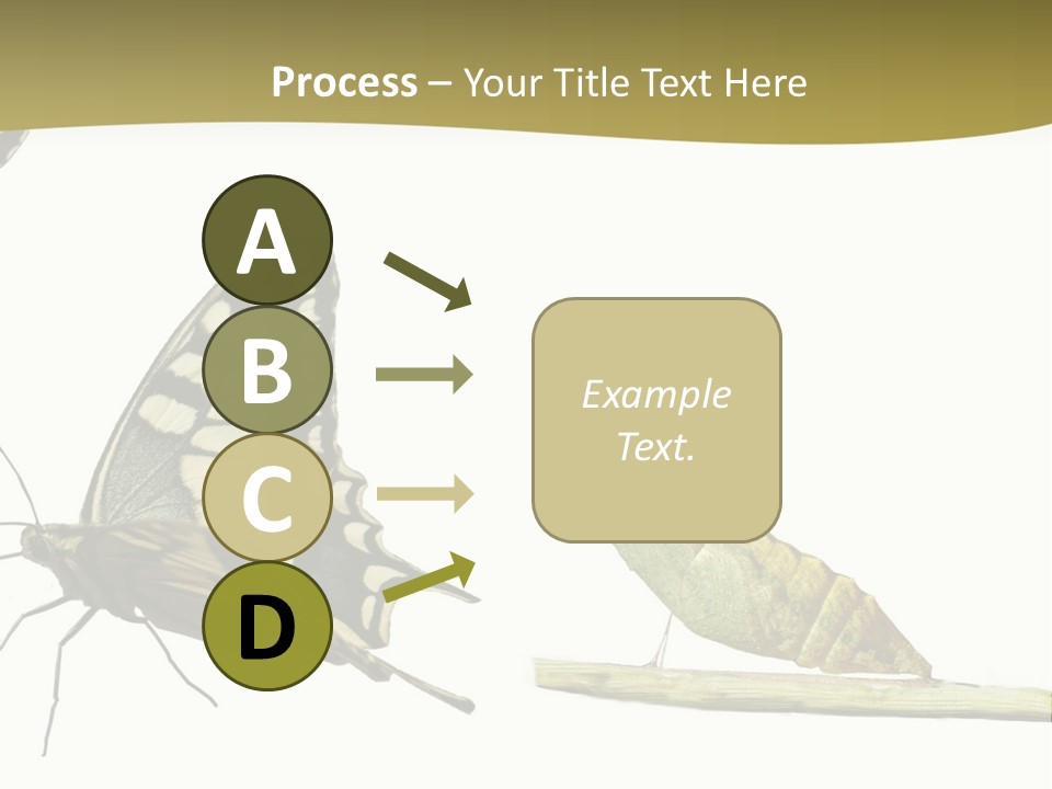 Metamorphosis (Life Cycle) Of The Swallowtail (Papilio Machaon). 3 Different Instars (Stages). PowerPoint Template