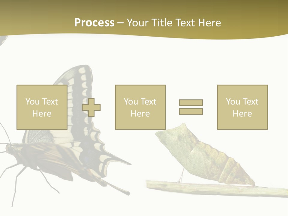 Metamorphosis (Life Cycle) Of The Swallowtail (Papilio Machaon). 3 Different Instars (Stages). PowerPoint Template