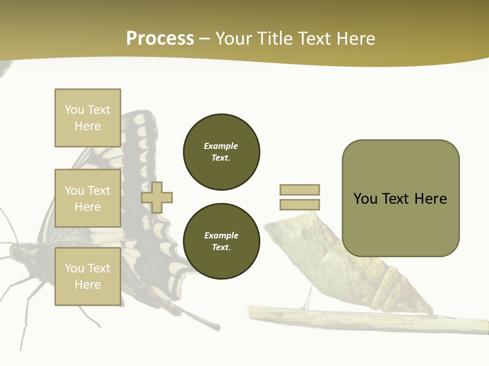 Metamorphosis (Life Cycle) Of The Swallowtail (Papilio Machaon). 3 Different Instars (Stages). PowerPoint Template