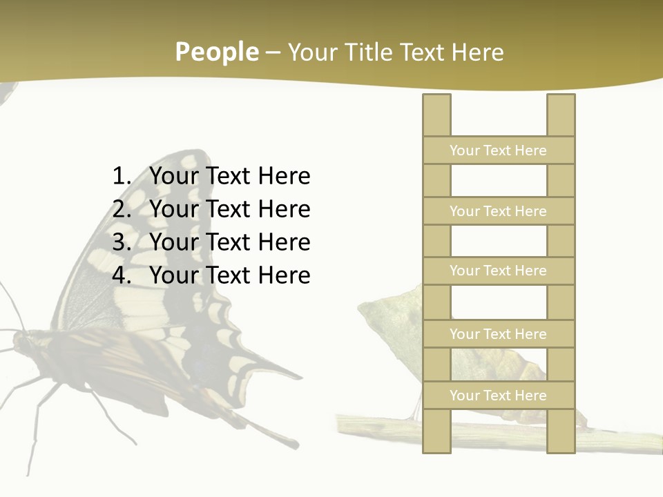 Metamorphosis (Life Cycle) Of The Swallowtail (Papilio Machaon). 3 Different Instars (Stages). PowerPoint Template