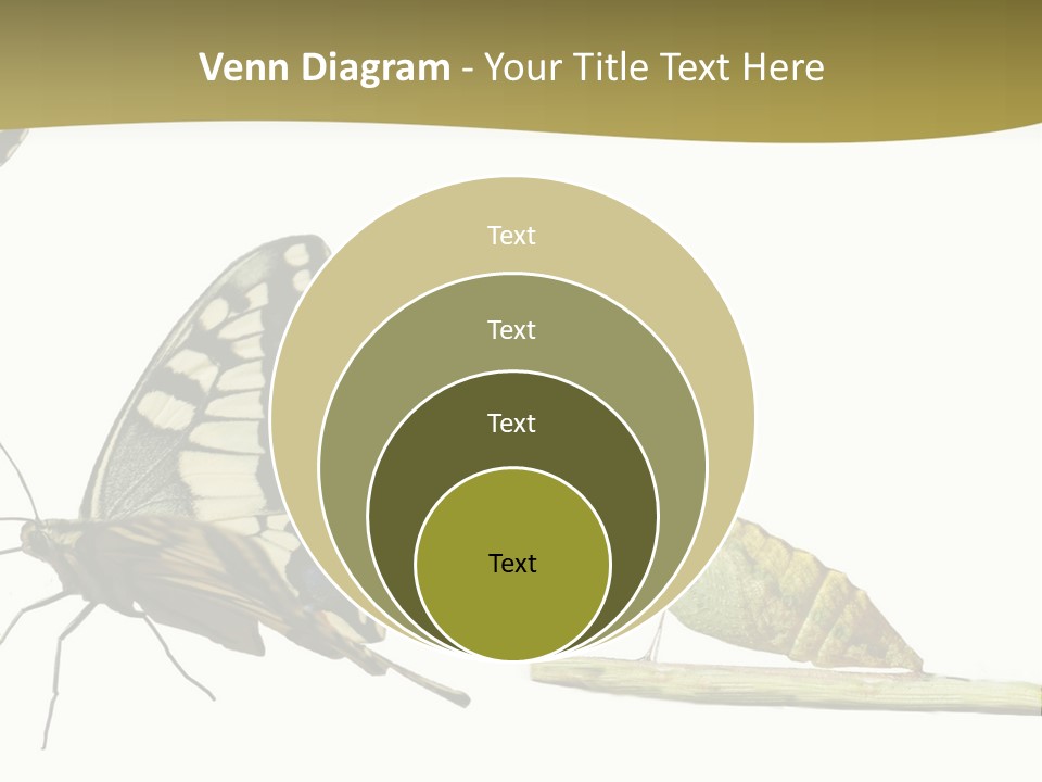 Metamorphosis (Life Cycle) Of The Swallowtail (Papilio Machaon). 3 Different Instars (Stages). PowerPoint Template