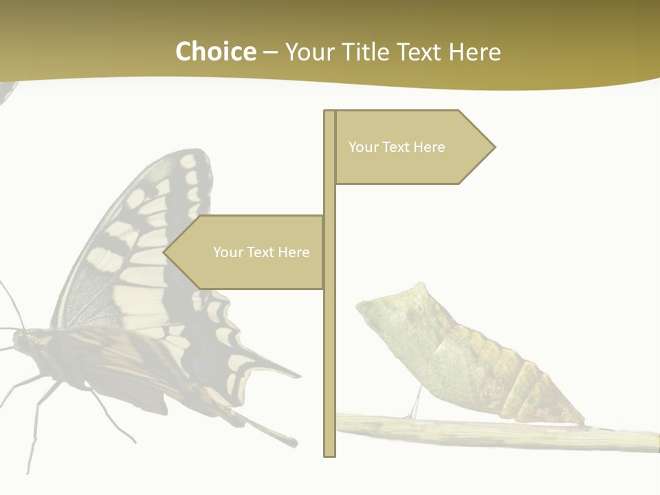 Metamorphosis (Life Cycle) Of The Swallowtail (Papilio Machaon). 3 Different Instars (Stages). PowerPoint Template