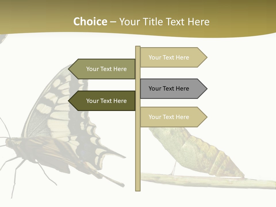 Metamorphosis (Life Cycle) Of The Swallowtail (Papilio Machaon). 3 Different Instars (Stages). PowerPoint Template
