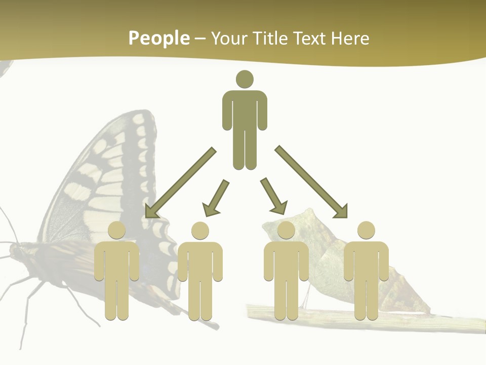 Metamorphosis (Life Cycle) Of The Swallowtail (Papilio Machaon). 3 Different Instars (Stages). PowerPoint Template