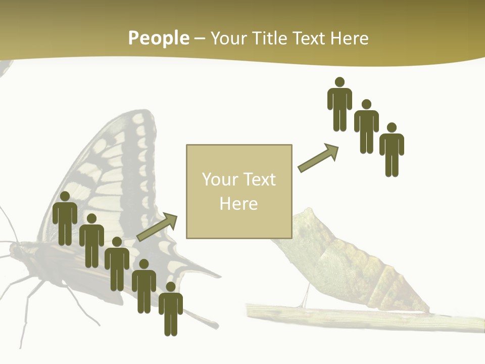 Metamorphosis (Life Cycle) Of The Swallowtail (Papilio Machaon). 3 Different Instars (Stages). PowerPoint Template