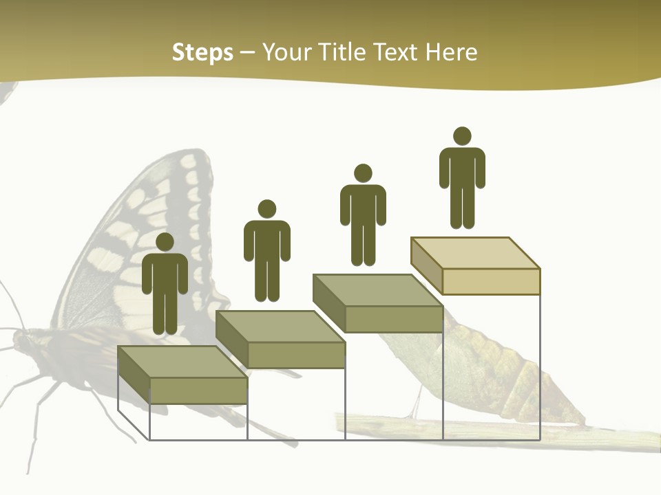 Metamorphosis (Life Cycle) Of The Swallowtail (Papilio Machaon). 3 Different Instars (Stages). PowerPoint Template