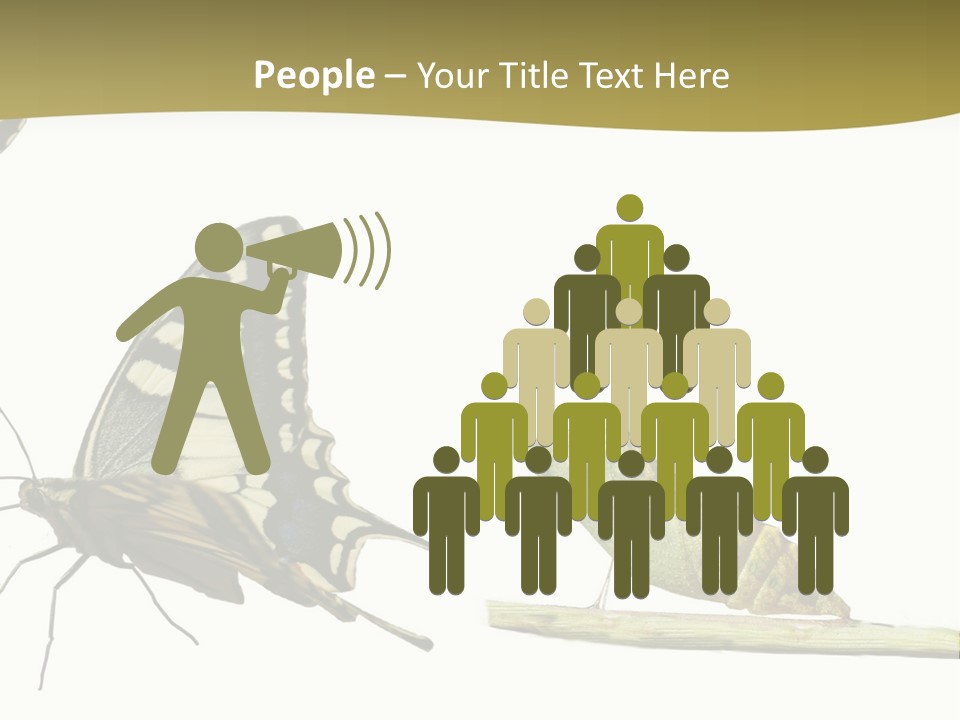Metamorphosis (Life Cycle) Of The Swallowtail (Papilio Machaon). 3 Different Instars (Stages). PowerPoint Template