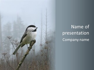 Carolina Chickadee PowerPoint Template