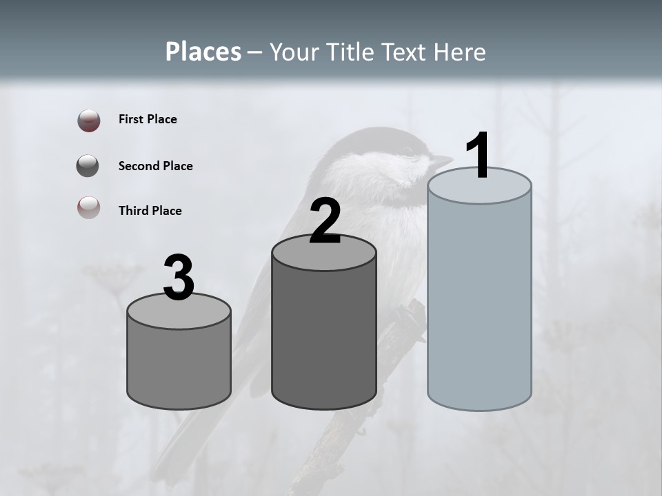 Carolina Chickadee PowerPoint Template