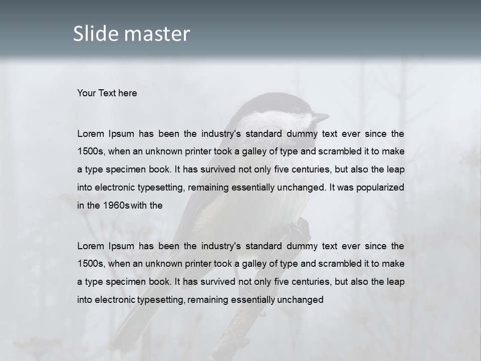 Carolina Chickadee PowerPoint Template