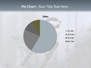 Carolina Chickadee PowerPoint Template