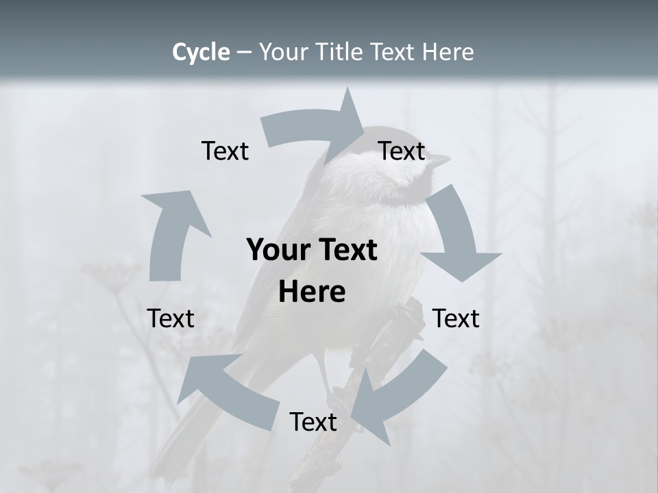 Carolina Chickadee PowerPoint Template