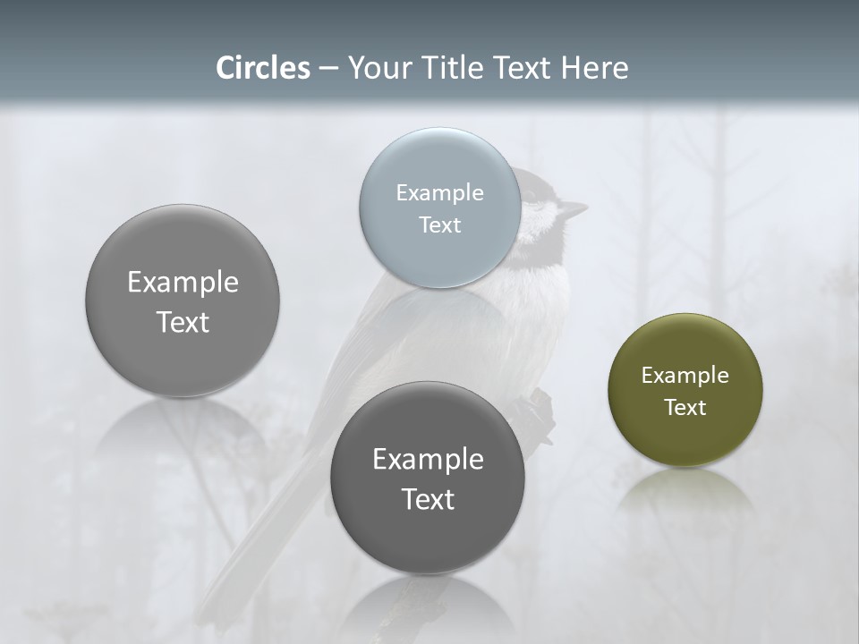 Carolina Chickadee PowerPoint Template