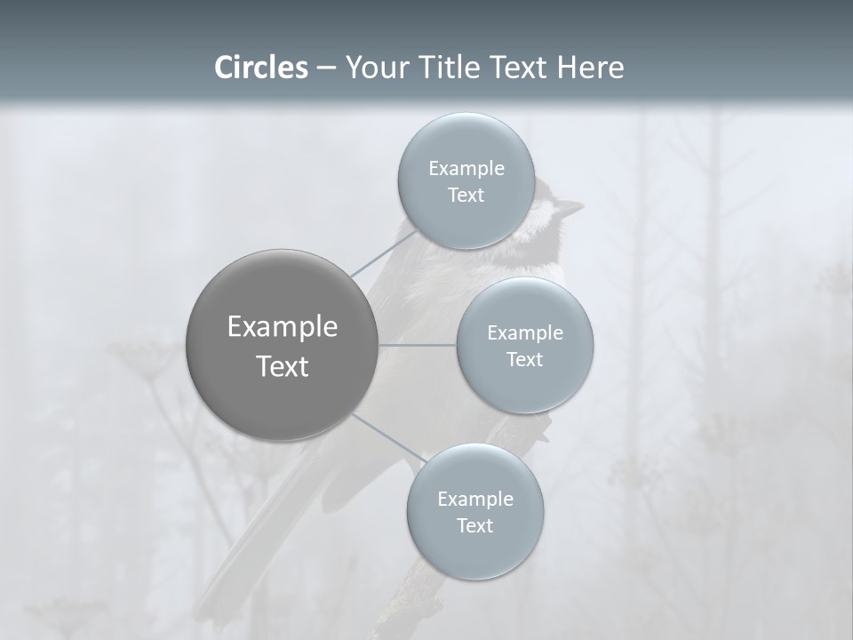 Carolina Chickadee PowerPoint Template