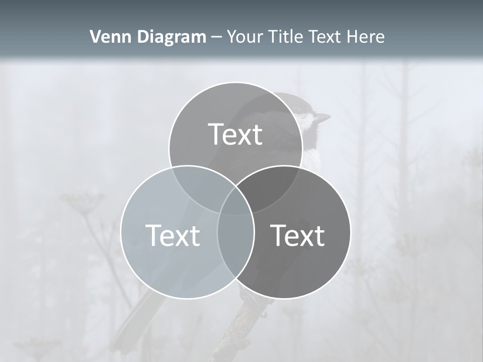 Carolina Chickadee PowerPoint Template