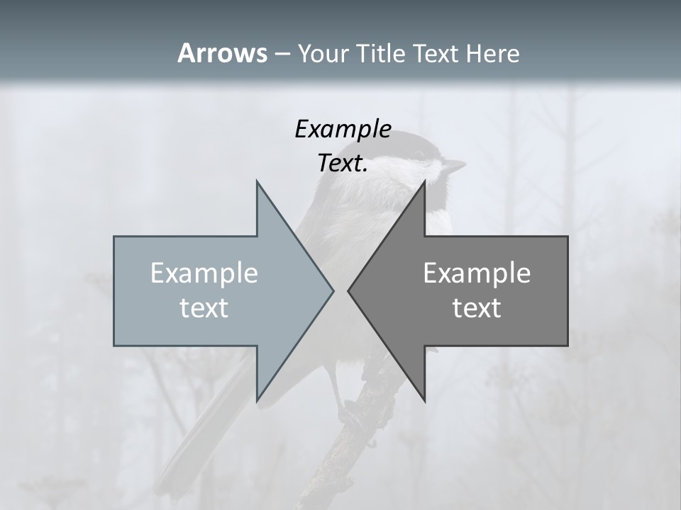 Carolina Chickadee PowerPoint Template