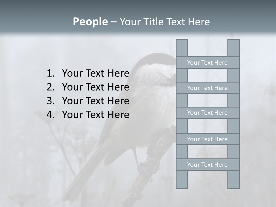 Carolina Chickadee PowerPoint Template