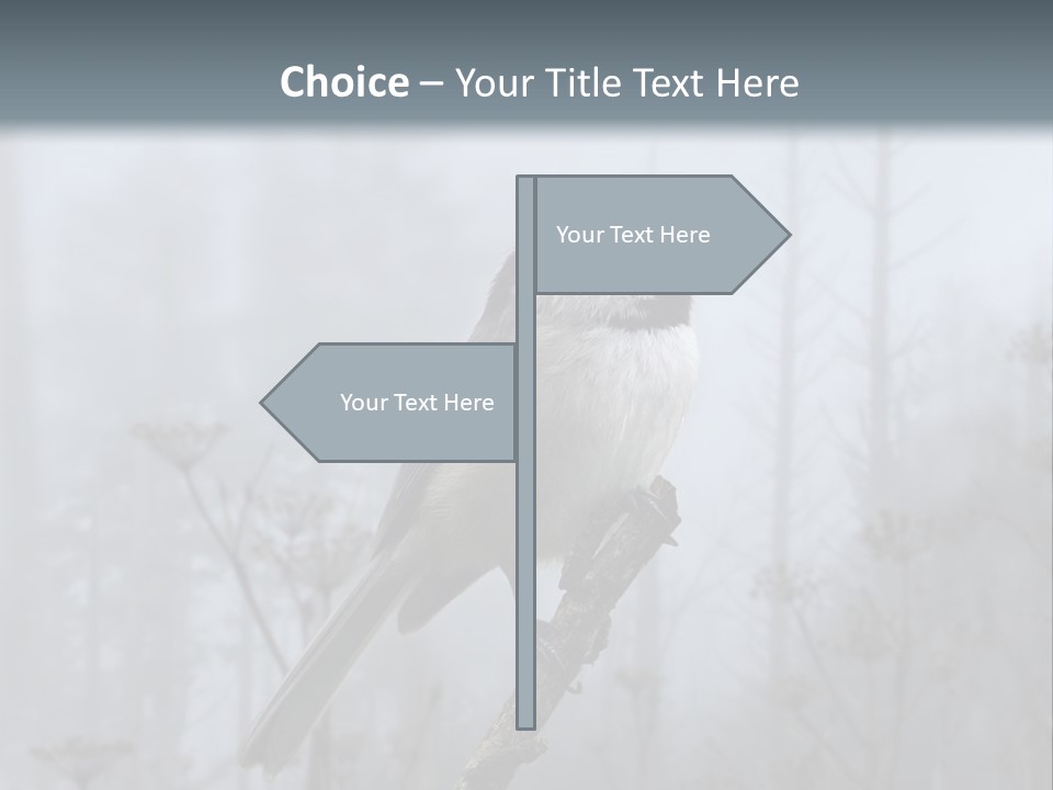 Carolina Chickadee PowerPoint Template